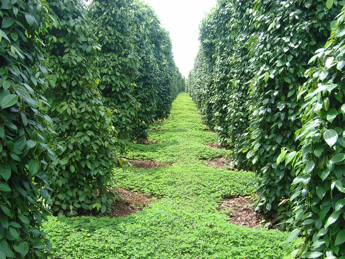 &nbsp;Pepper Growing Regions Supporting Export Activities in Vietnam