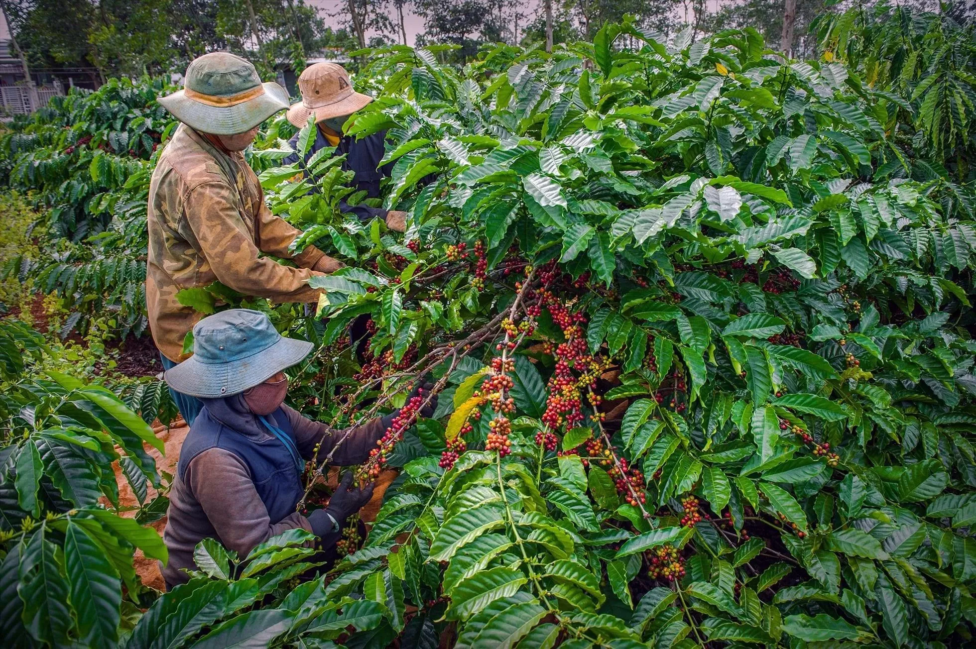 Vietnam green coffee bean plantation