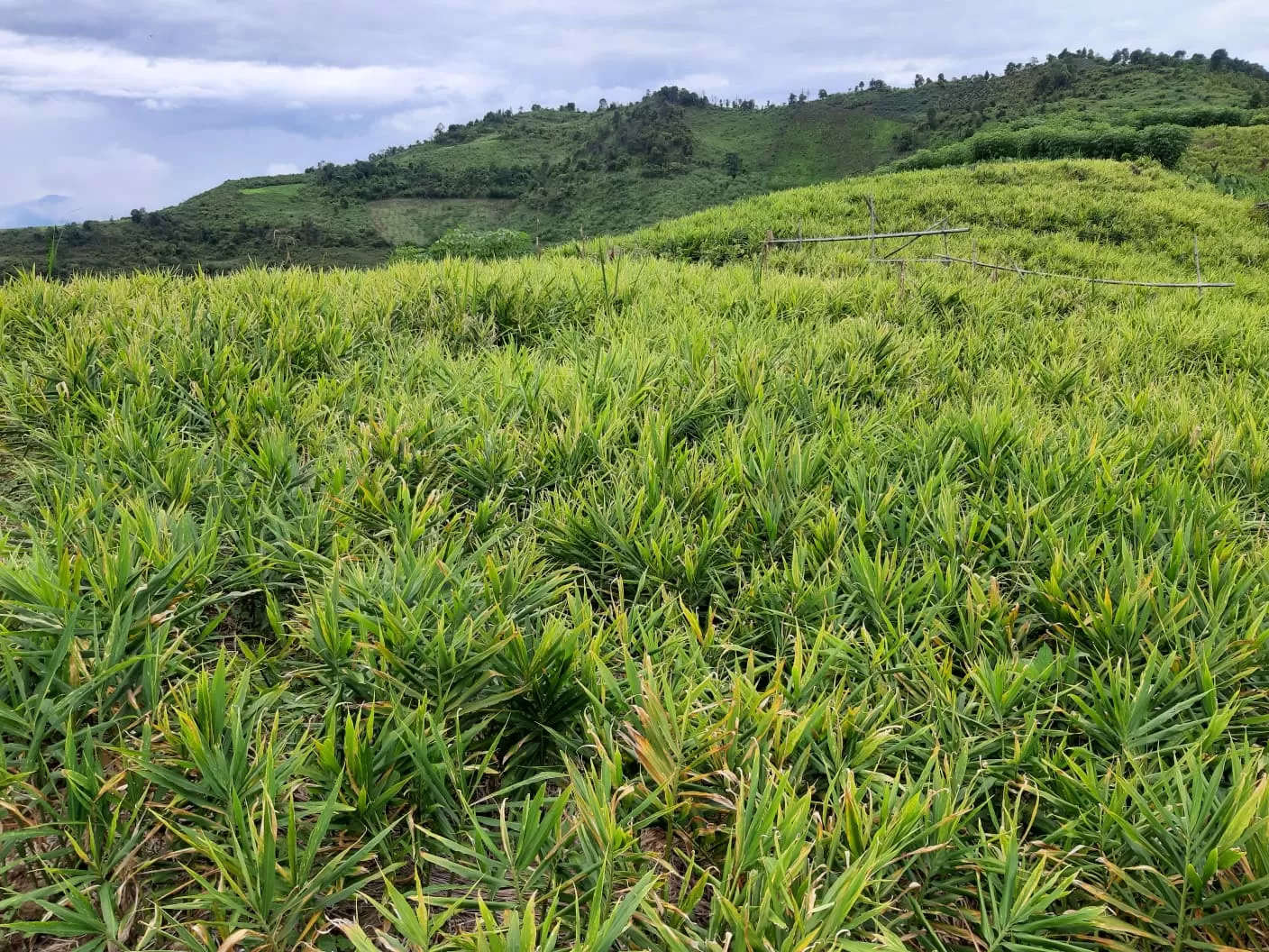 ginger raw material region in Vietnam for ginger powder production