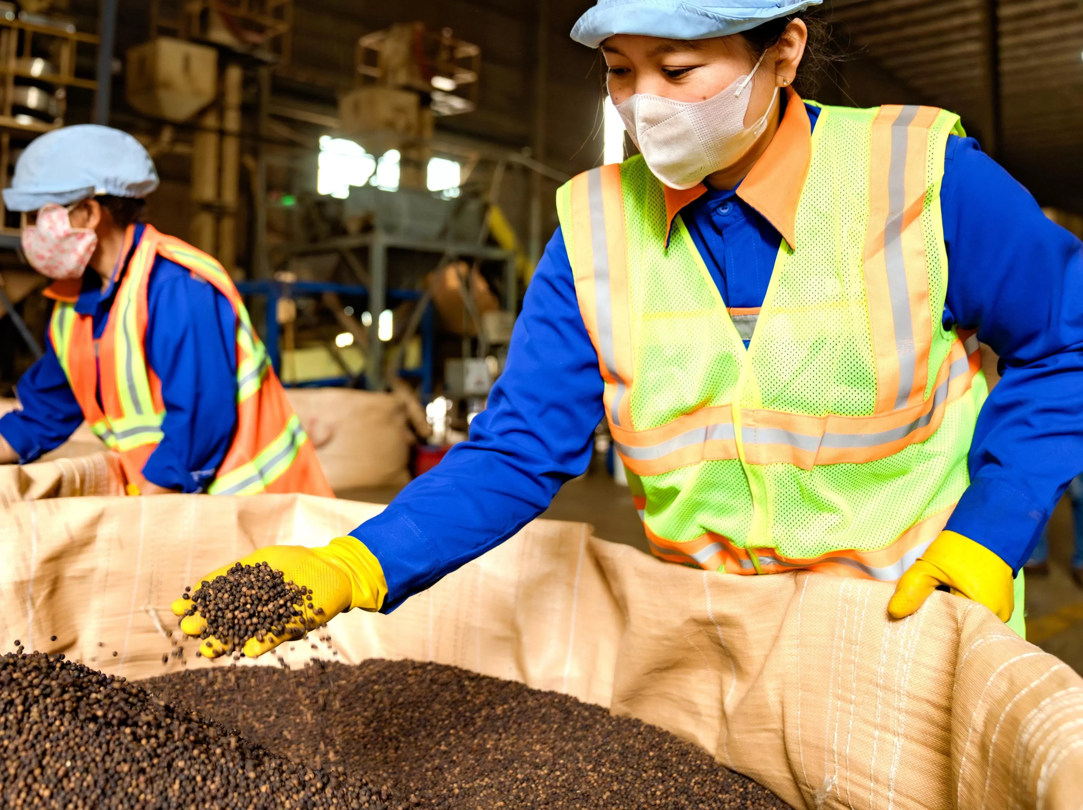 Vietnam pepper export processing line at a manufacturing facility