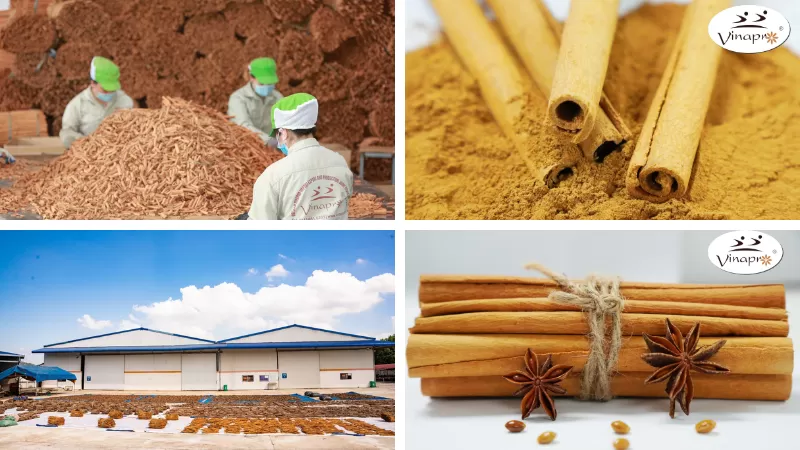 Vinapro factory and production team for cinnamon powder export