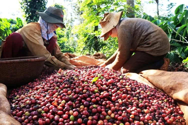 Coffee bean harvesting in Kon Tum Vietnam for export supply