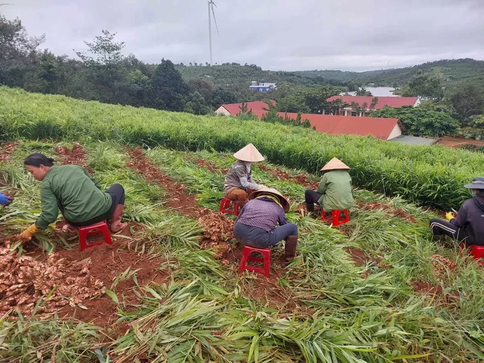 Fresh ginger harvesting for powder ginger production