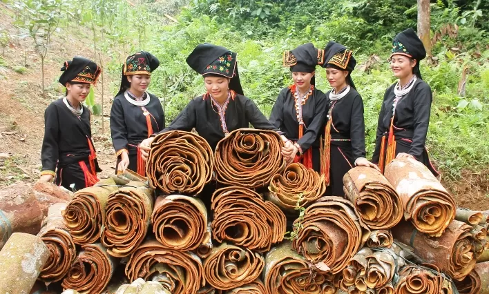 cinnamon growing region in Vietnam with natural cultivation conditions