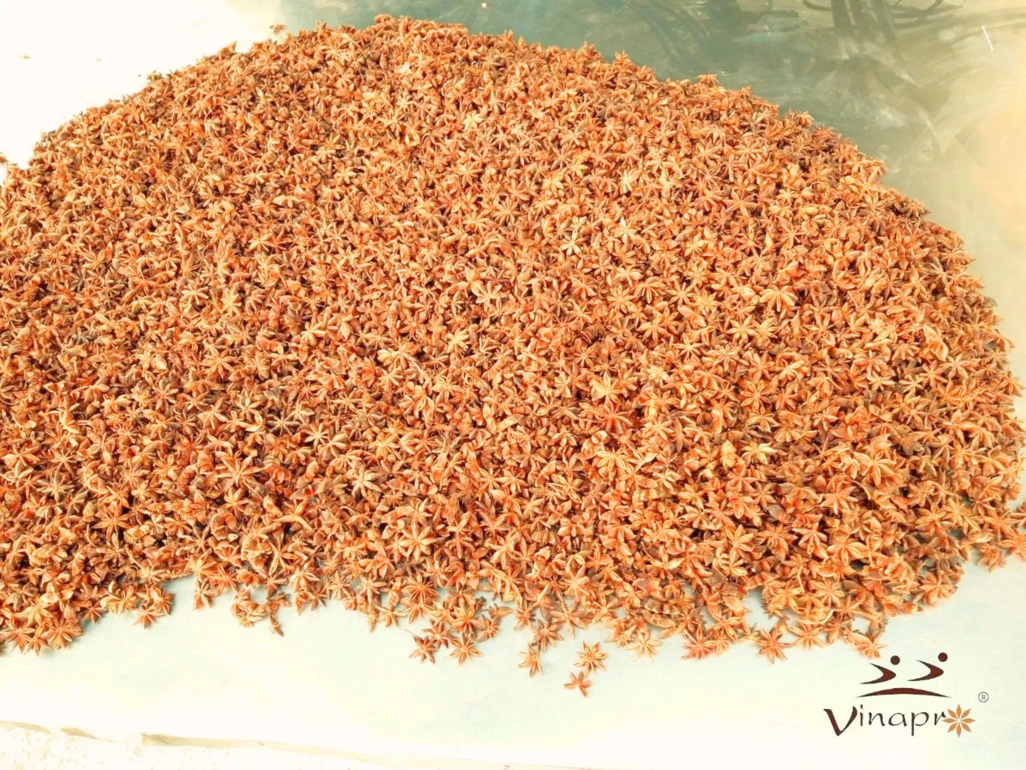 Premium Vietnamese Star Anise | HACCP Certified | Vinapro