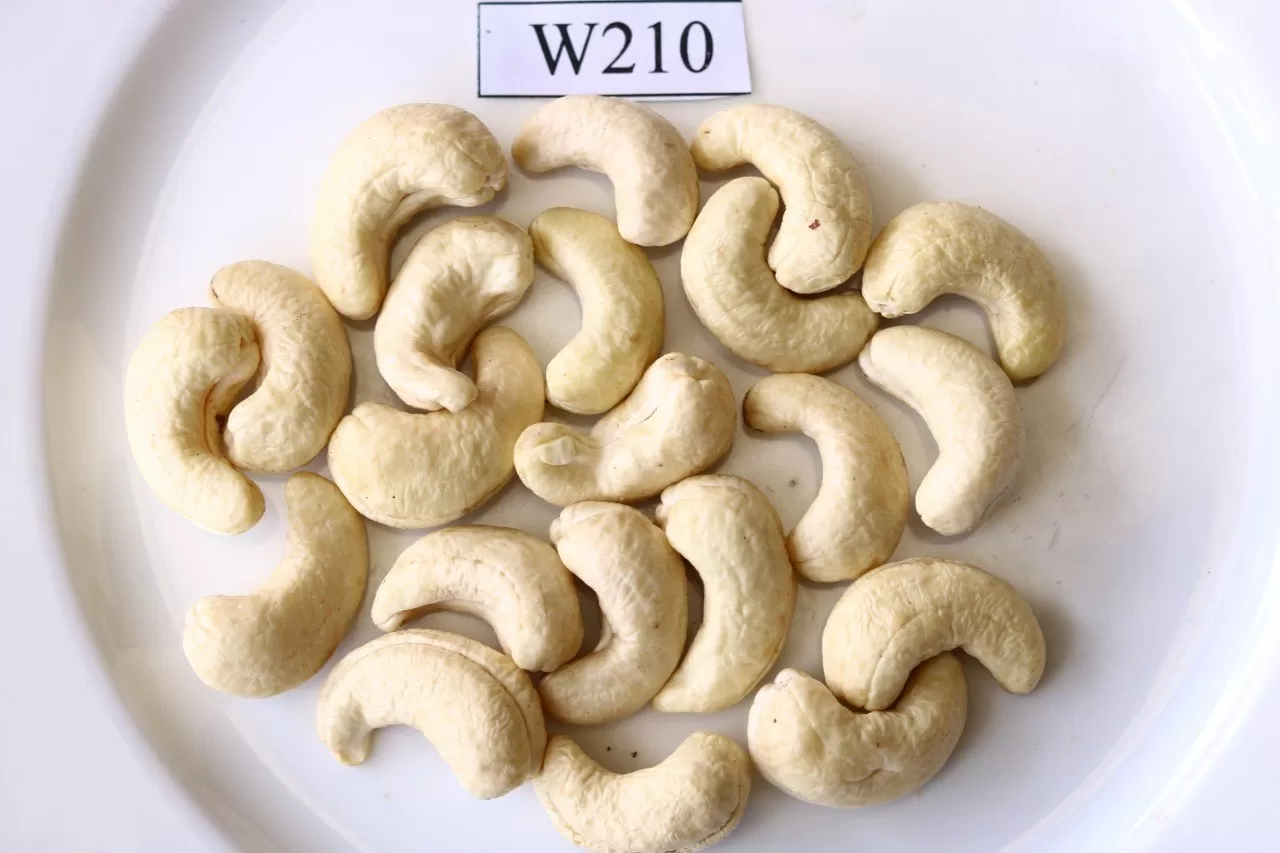Cashew Nuts WW210 kernels with uniform size